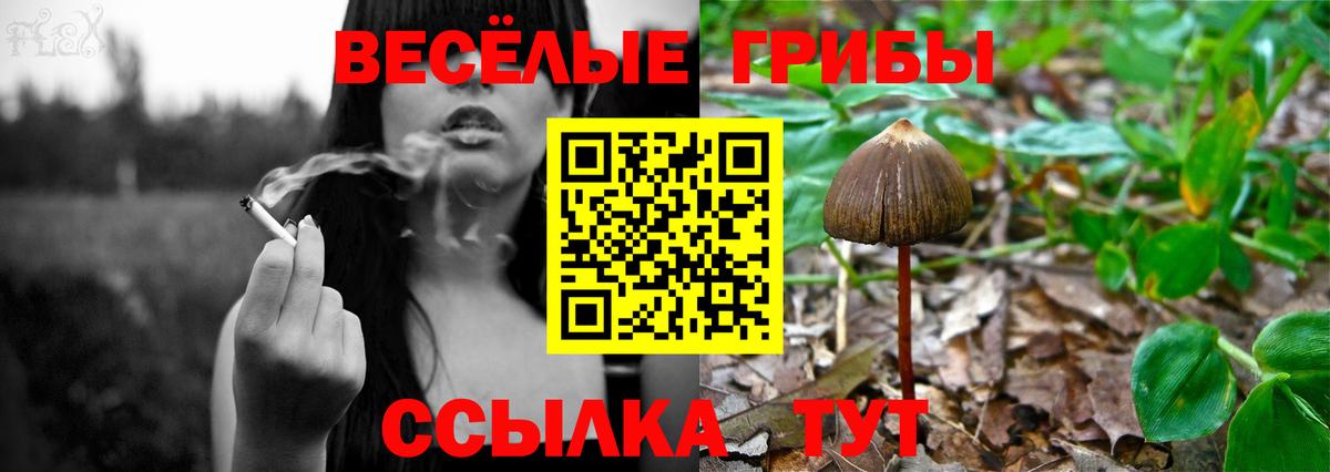 Псилоцибиновые грибы Cubensis  Вход с VPN  Псилоцибиновые грибы мицелий  Усть-Джегута 